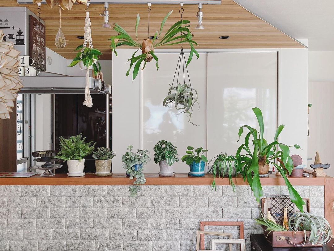 キッチンと観葉植物